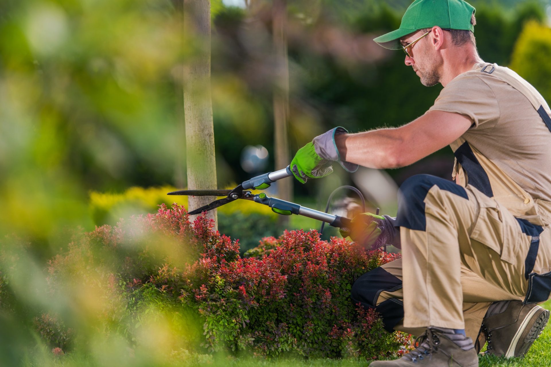 Professioneller Gärtner beim Schneiden dekorativer Gartenbäume